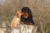 CAVALIER KING CHARLES 398